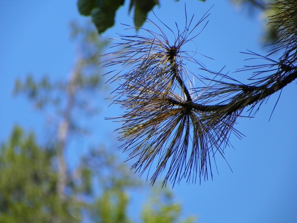 Out on a Limb