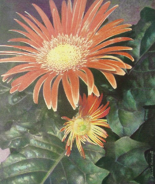 Gerbera Daisy