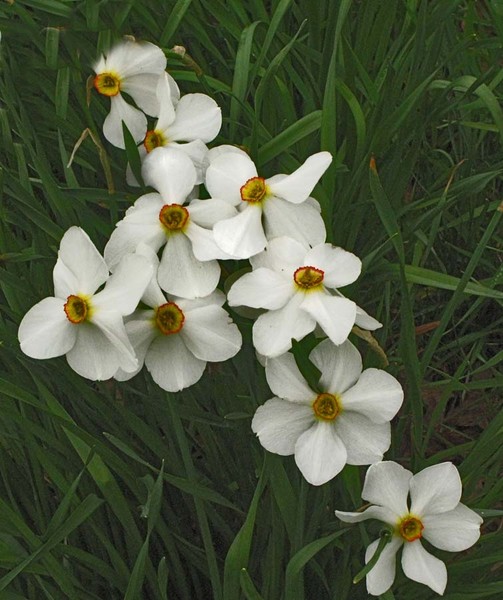 SPRING BLOSSOMS