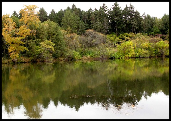 FALL COLORS