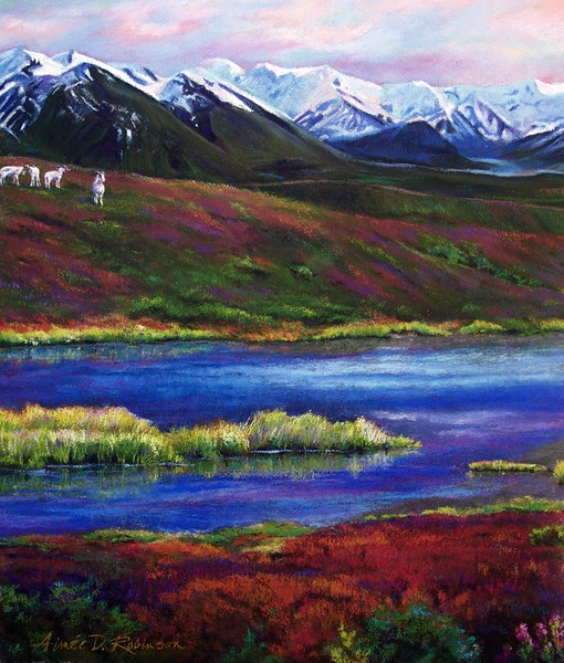 Denali - Dahl Sheep close up