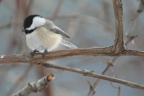 Black Cap Chickadee