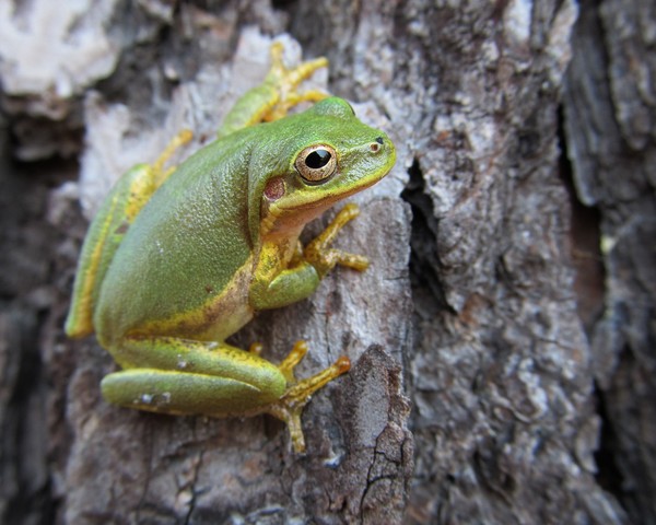 Tree Frog