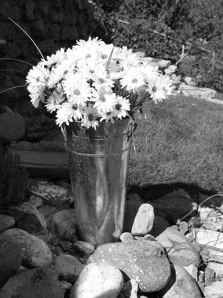 b&w Daisy