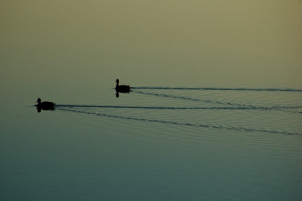 Red Billed Teal on Water