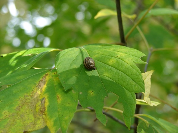 At a Snail's Pace
