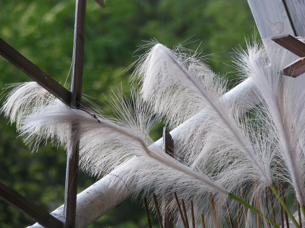 Softly in  the wind...