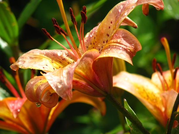 Gracelight lillies
