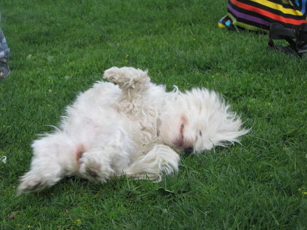 -pets at events-