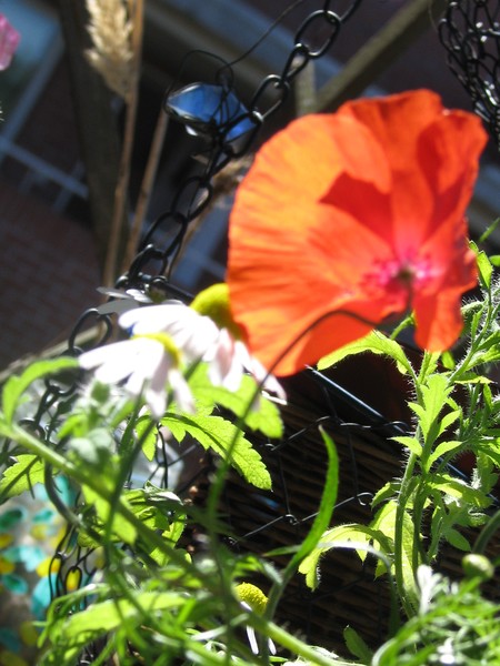 nOURISMENT BLOOMS..