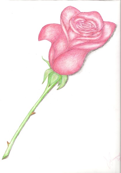 rose