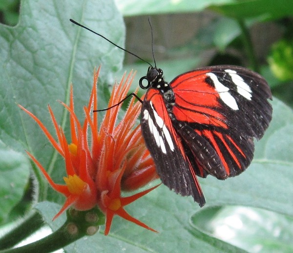 Orange Butterfly