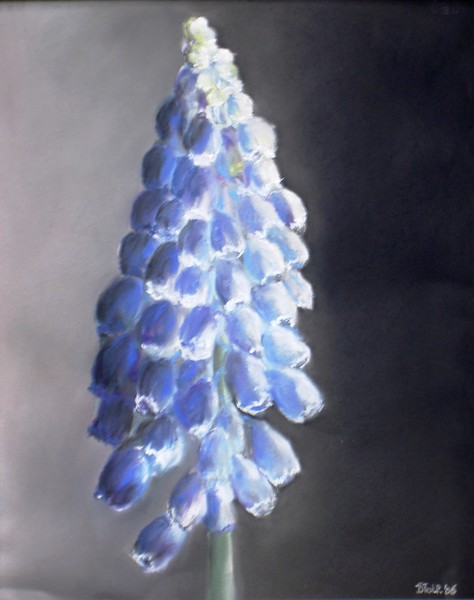 Hyacinth