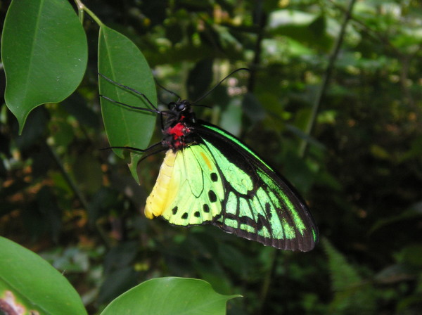Up Close Butterfly
