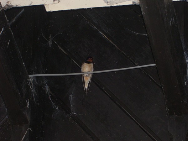 Barnswallow