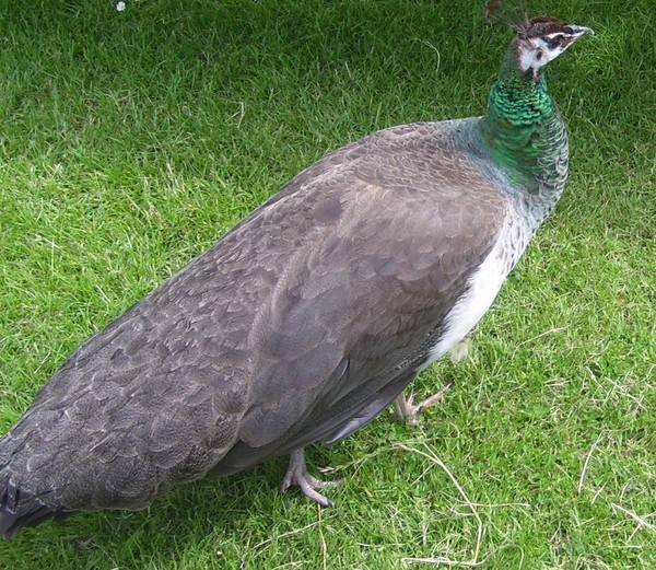 Peahen