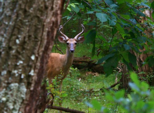Buck in the Woods (camera hunting)