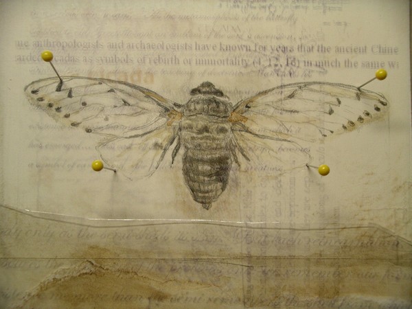 year of the cicada