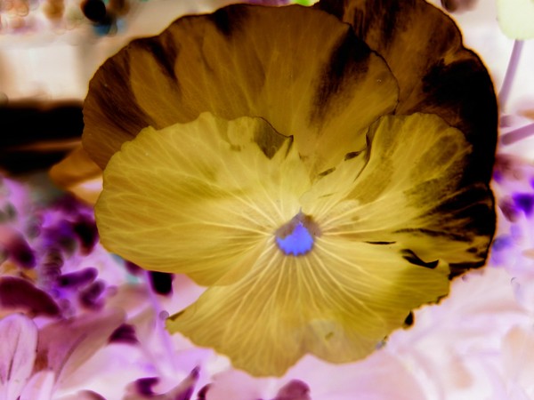 A difeant color