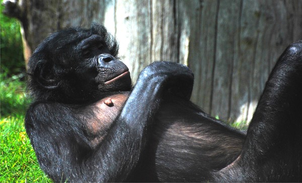 Daydreaming Chimp