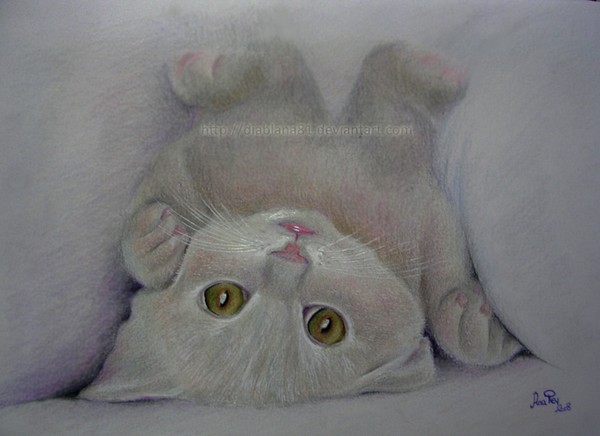 Lil cat