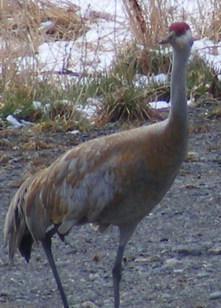 Sandhill Crane