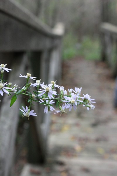 Wanderin'