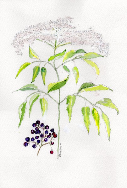 Elderberry Herb