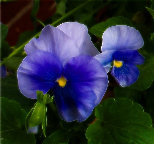 Blue Bonnet