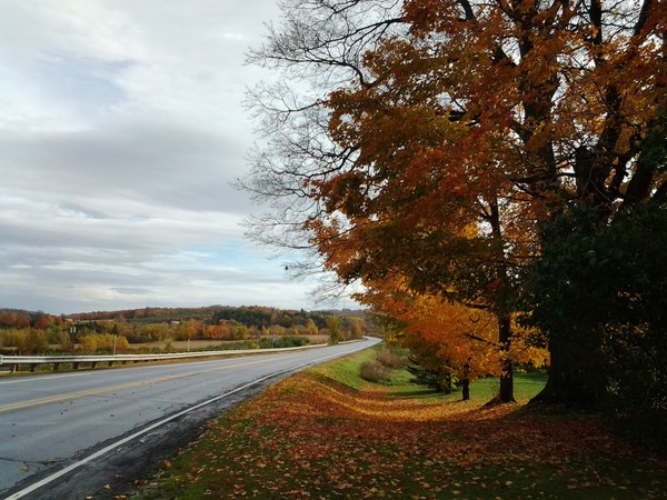 SHADES OF AUTUMN