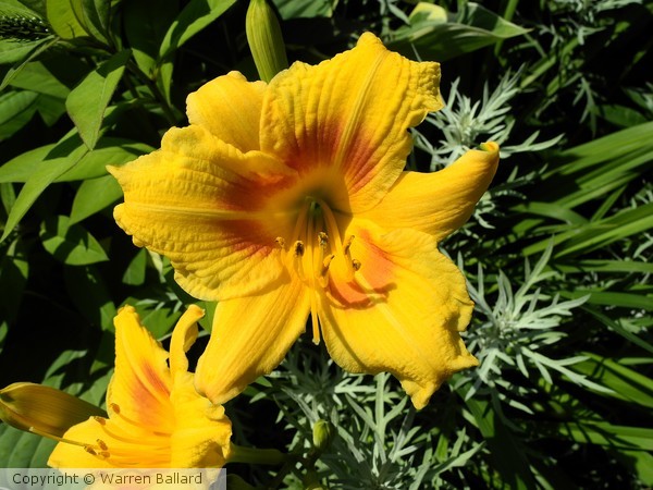 Lilies