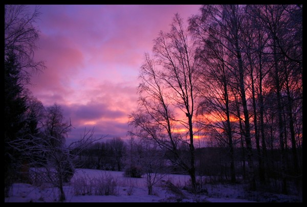 Purple Haze