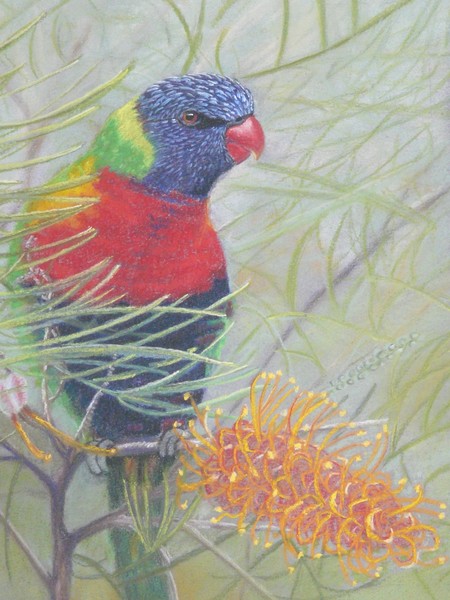 rosella