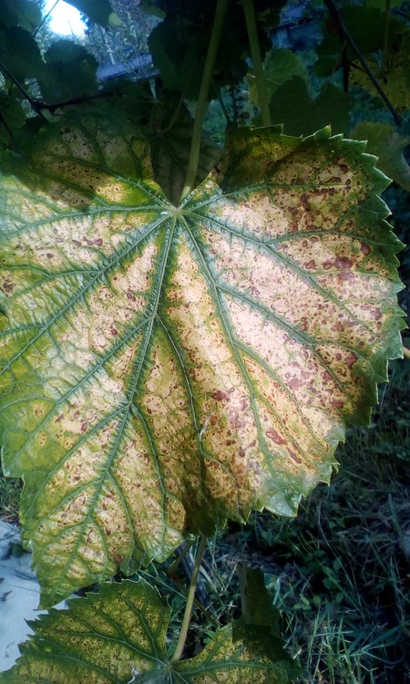 Autumn leaf