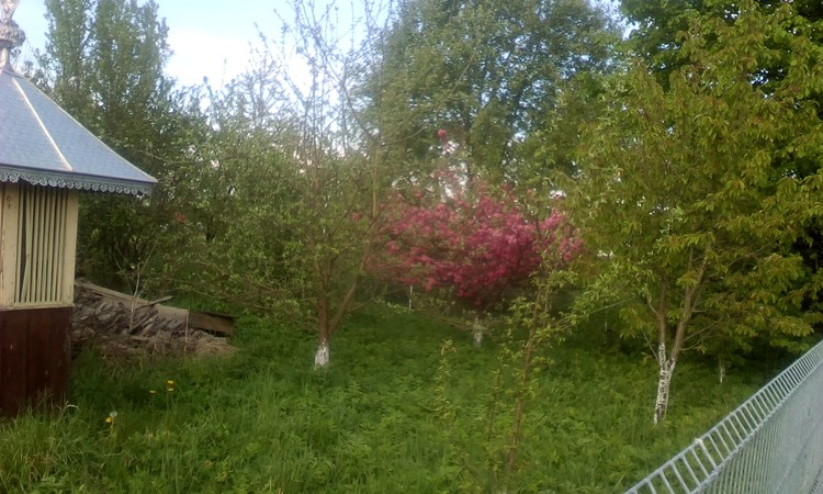 Pink little wild apple tree