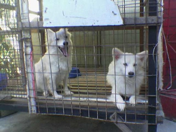 Japanese Spitz