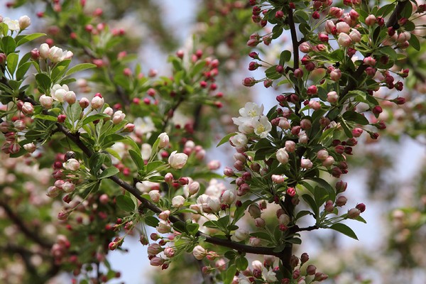 Blooming of a Tree (4)