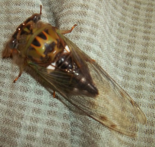 ABSTRACT Cicada Bug