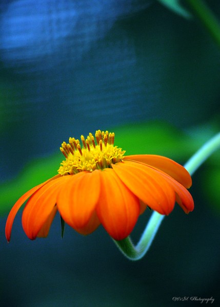 Vibrant Orange Flower