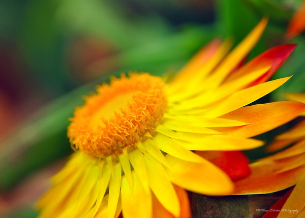 Glorious Yellow Flower