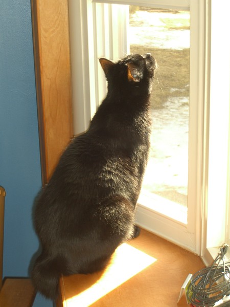 Spring wind through cats hair