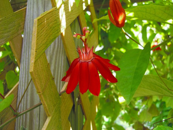 Deep Red Passion Flower