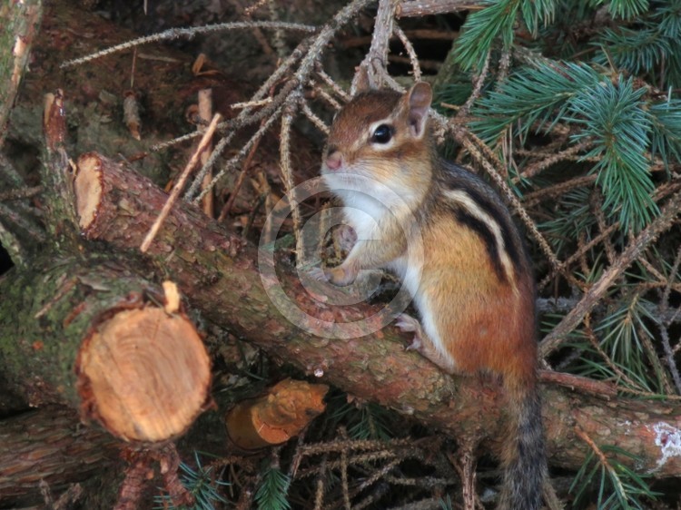 Chipmunk