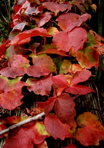 Leafscape