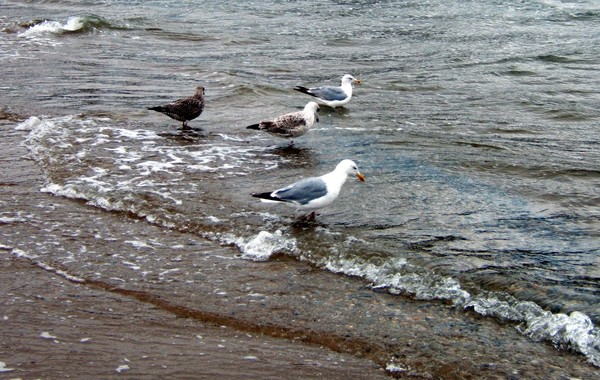 Seagulls