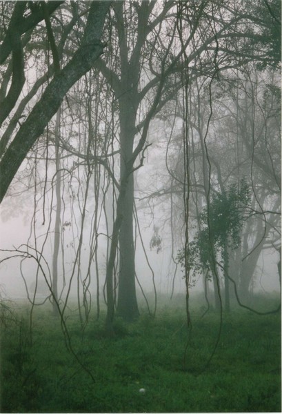 ISOLATED TREES