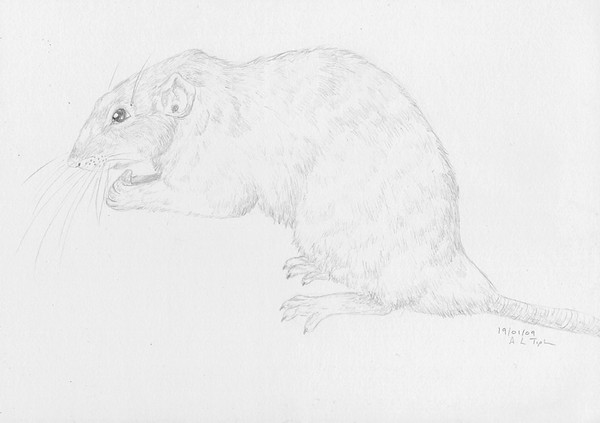 Eating Rat
