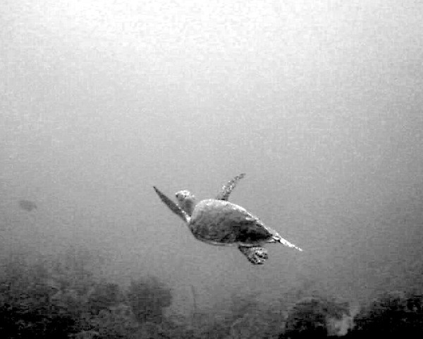 Mystical Turtle