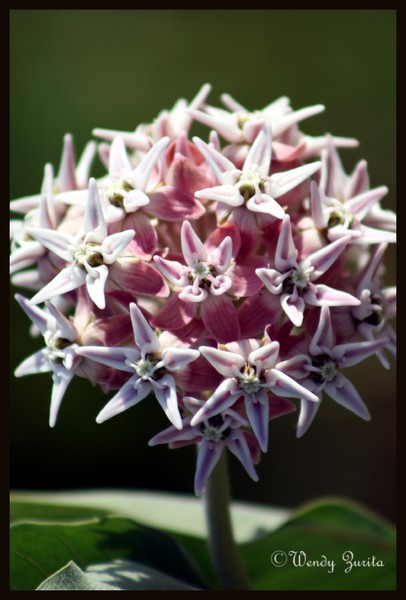 Milkweed Blossom