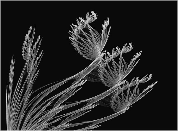 Fragile Beauty